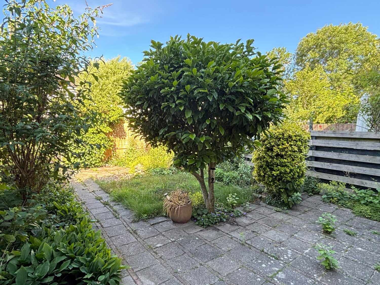 23 achtertuin
